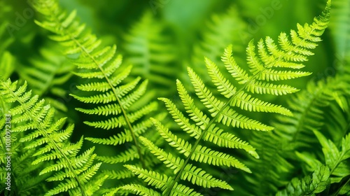 Close-Up of Lush Boston Fern Leaves