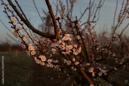 Obstbaumblüte in Morgensonne photo