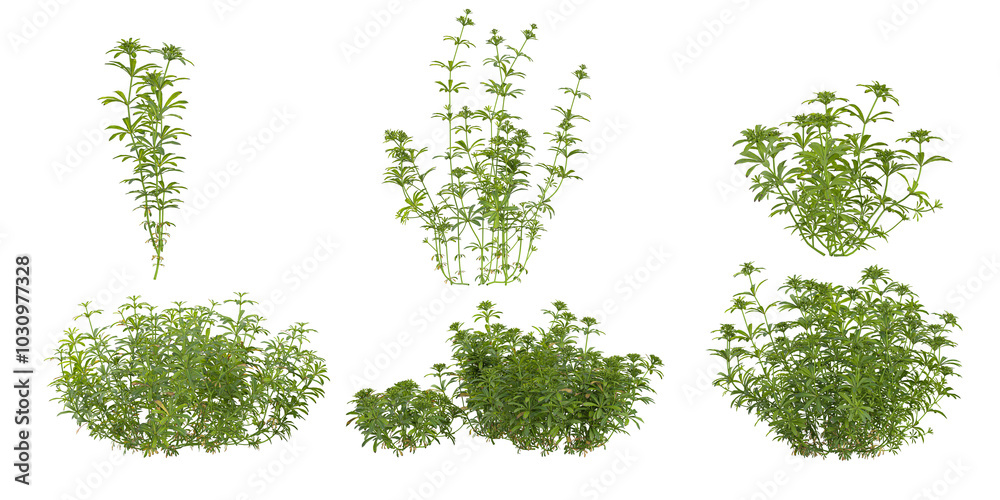 Naklejka premium Tropical aparine plants isolated used for architecture