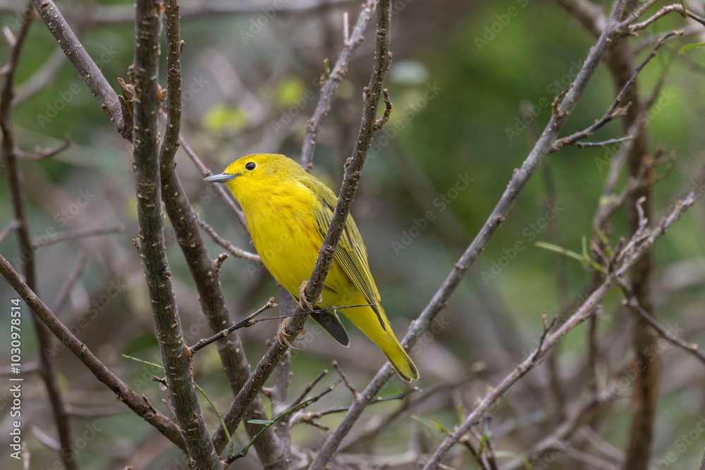 Yellow Warbler (Setophaga petechia)