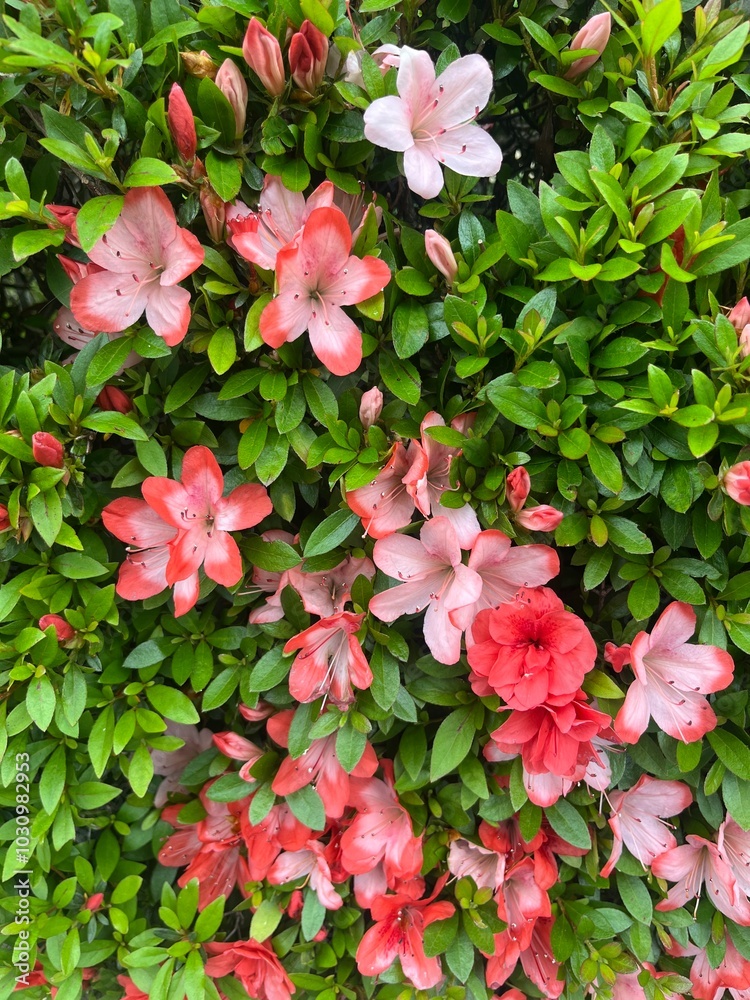 pink flowers in the garden