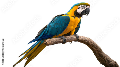 Blue-and-yellow Macaw Bird, Perched On A Branch, On Transparent Background PNG, Wallpaper, Cover And Smartphone Screen, PC, Laptop, Graphic, Transparent PNG