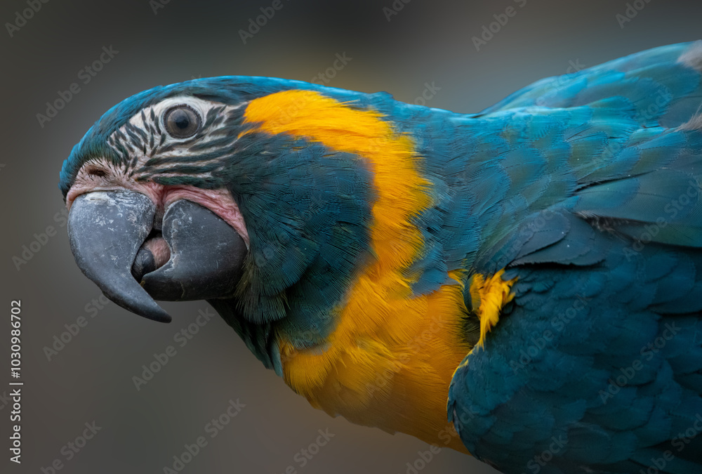 Fototapeta premium The Blue-Throated Macaw (Ara glaucogularis), also known as the Caninde Macaw or Wagler's Macaw.
