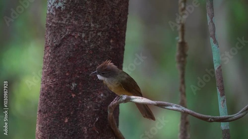 Puff-throated Bulbul on branch birdwatching in the forest.  photo