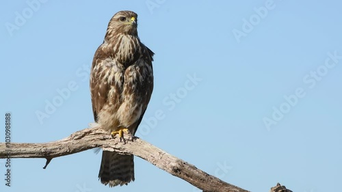 A buzzard sits on a branch, looks around and flies away. Blue sky as background.
