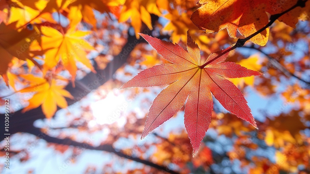 A high-resolution image of a close-up leaf on a tree with sunlight filtering through and a blue sky in the backdrop A high-resolution image of a close-up leaf on a tree with sunlight filtering through and a blue sky in the backdrop