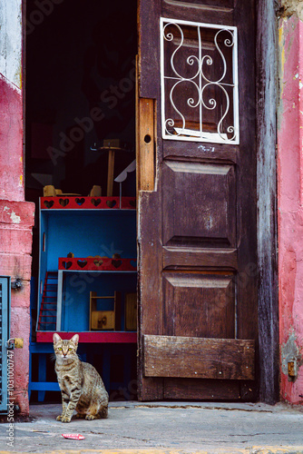 fotografia de rua retratando animais no cotidiano