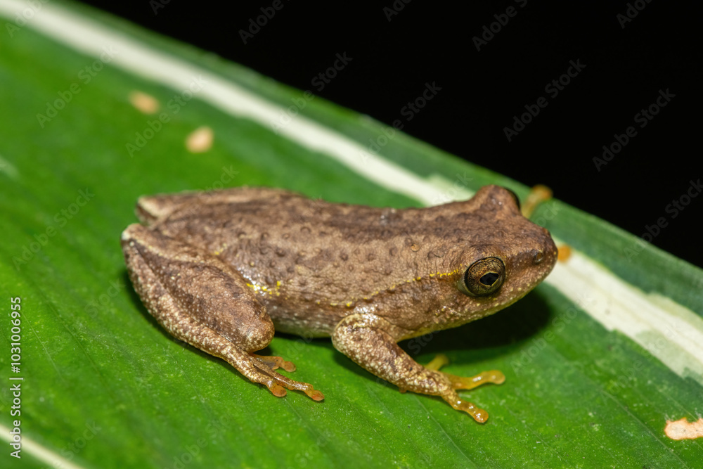 Angolan Reed Frog (Hyperolius parallelus) Angolan Reed Frog (Hyperolius parallelus)
