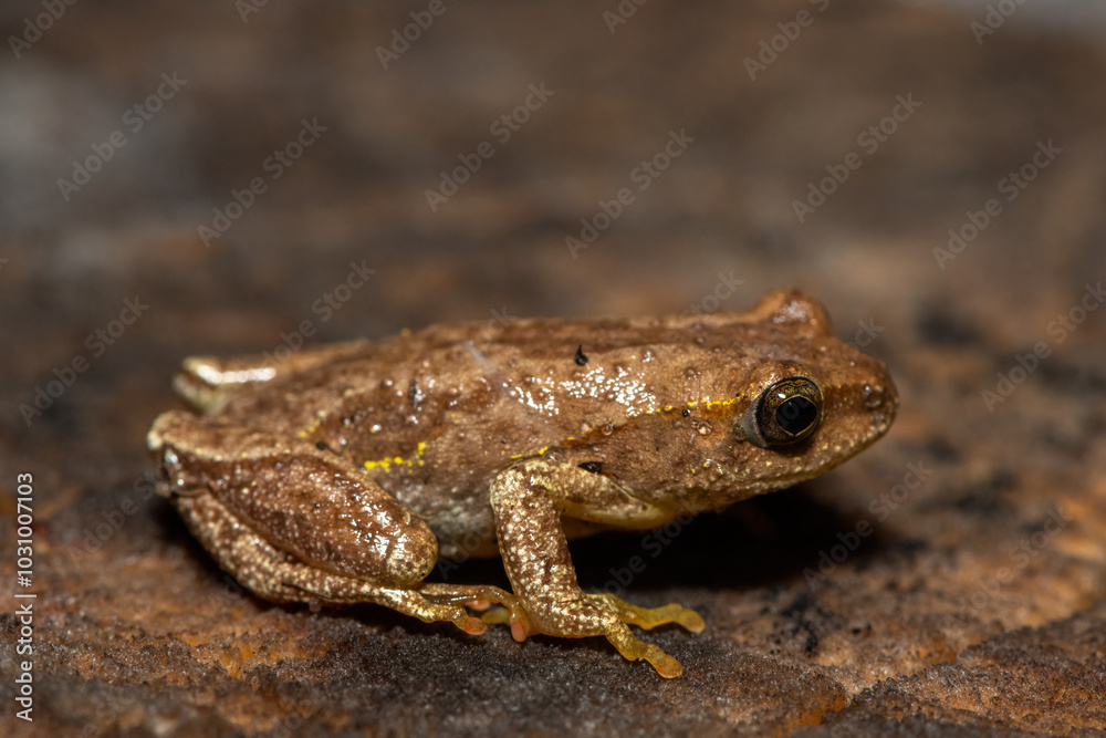 Angolan Reed Frog (Hyperolius parallelus) Angolan Reed Frog (Hyperolius parallelus)