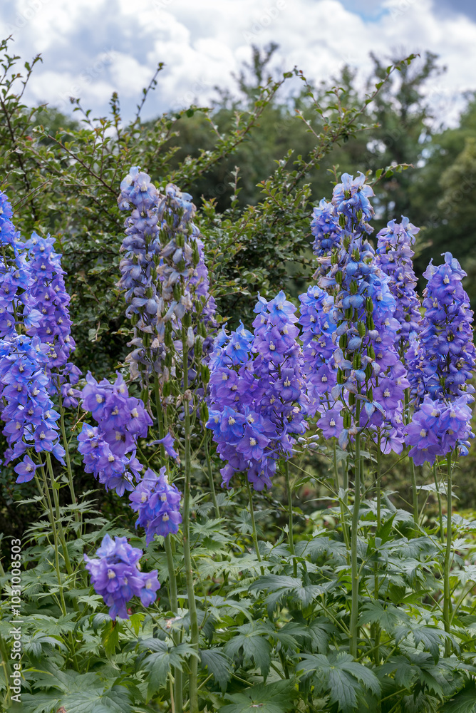 Obraz premium Delphinium elatum 'Magic Flute'. The centre of each flower is light or dark coloured