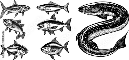 Vintage Engraved Illustration of Various Fish. Salmon, Mackerel, Tuna, Electric Eel, and Trout.