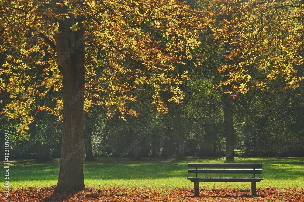 A bench surrounded by colorful autumn leaves in a park in Kassel, Germany. A bench surrounded by colorful autumn leaves in a park in Kassel, Germany.