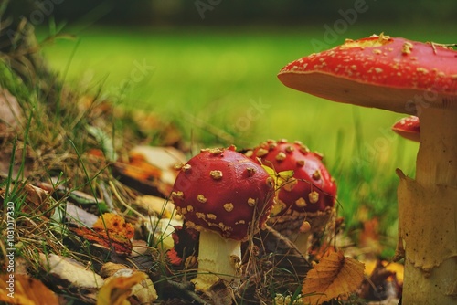 A bunch of Fly Agaric fungi growing next to a mossy birch trees in a park in Kassel, Germany. photo