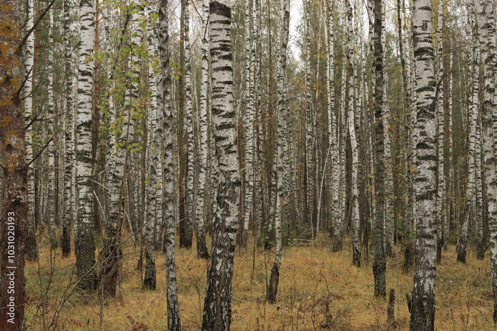 Fototapeta premium Birch trunks in the autumn forest.