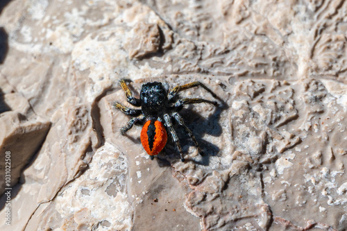 Male jumping spider, philaeus chrysops, on rocks. Brac, Croatia photo