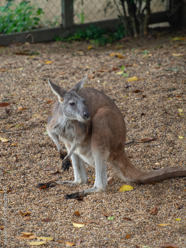 Small kangaroo