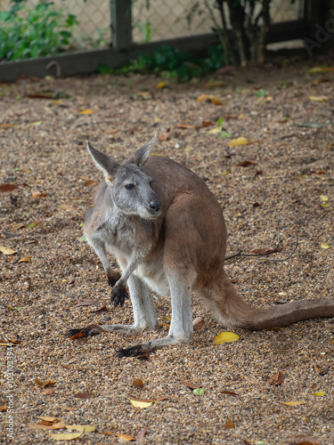 Small kangaroo photo