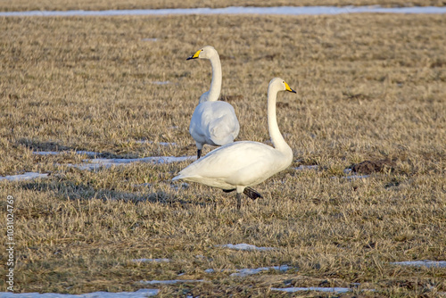 A couple of white swans on the frozen field in late winter. Whooper swans or common swan (Cygnus cygnus).