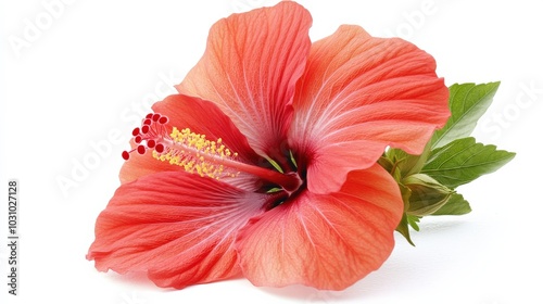 Hibiscus Flower Isolated: Stunning Red Blossom with Aroma and Beauty