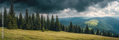 Hill Side Panorama: Spruce Forest and Meadow in High Mountains with Borzhava Ridge View photo