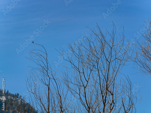 Sunny view of the landscape at Yosemite National Park