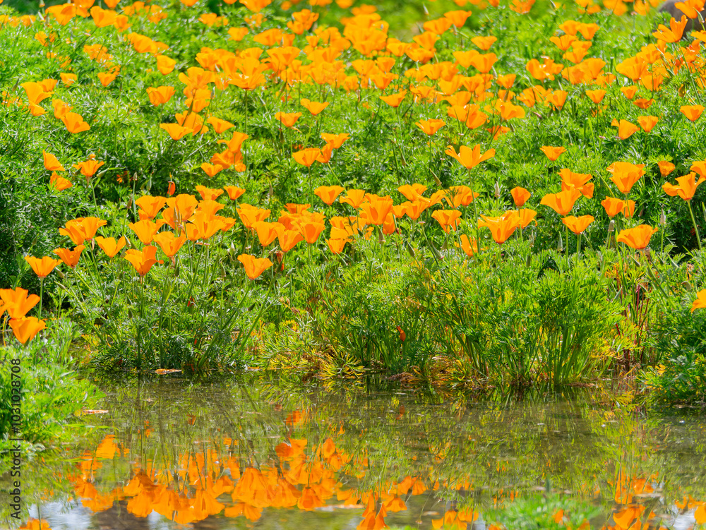Close up shot of California poppies blossom