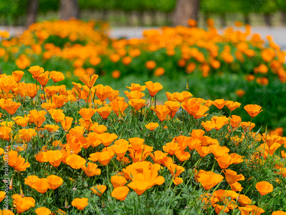 Close up shot of California poppies blossom