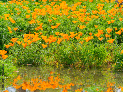 Obraz na płótnie Close up shot of California poppies blossom w salonie