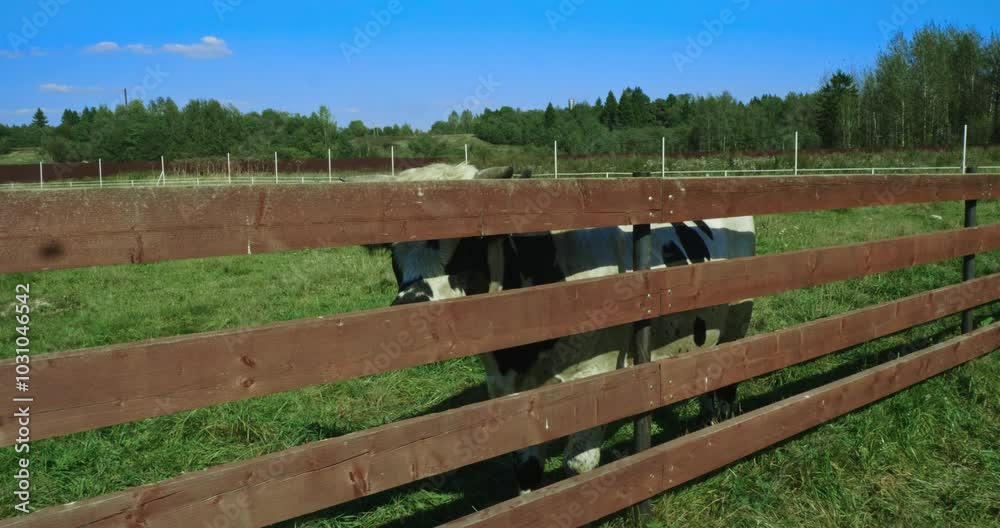 Black and white cow walking behind a wooden fence on a farm, grazing on lush green grass in a sunny field. Cow in a pen on a pasture. Cute Holstein cow walking in a meadow. Black and white cow walking behind a wooden fence on a farm, grazing on lush green grass in a sunny field. Cow in a pen on a pasture. Cute Holstein cow walking in a meadow.