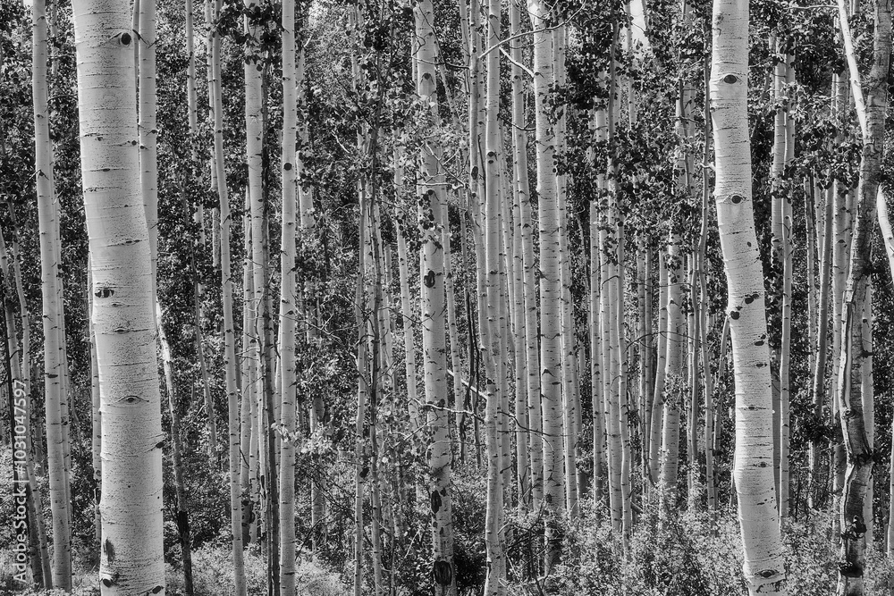 Fototapeta premium Monochrome image of a Aspen Grove near Telluride, CO.