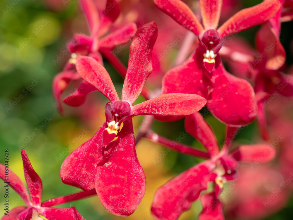 Epidendrum Orchid flowers Epidendrum Orchid flowers