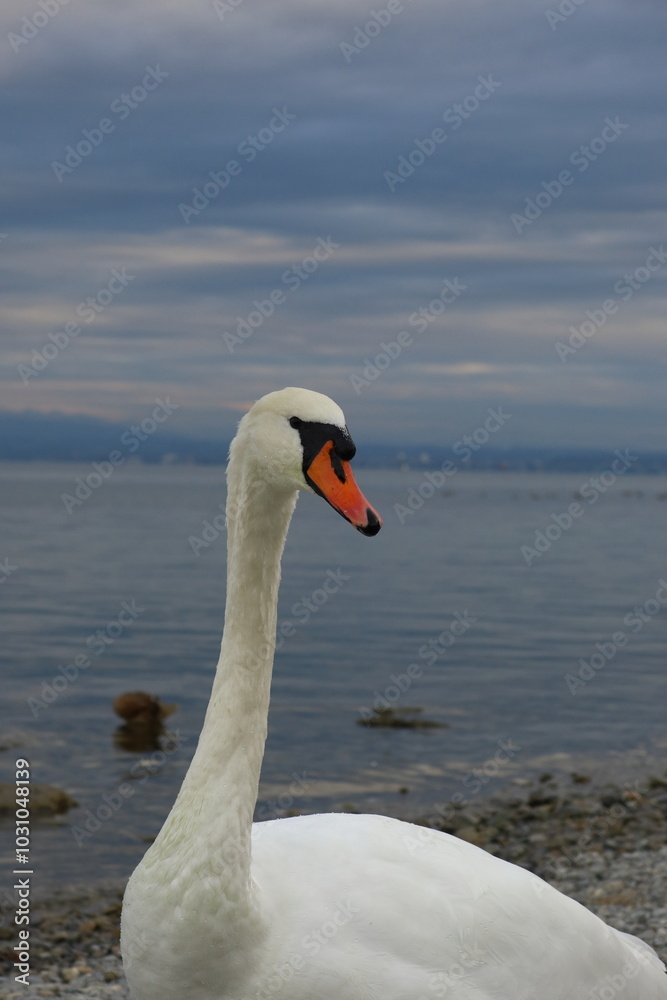In the evening light, a swan gazes thoughtfully across a calm lake, with distant mountains creating a serene backdrop. The scene evokes a sense of quiet contemplation and natural beauty. In the evening light, a swan gazes thoughtfully across a calm lake, with distant mountains creating a serene backdrop. The scene evokes a sense of quiet contemplation and natural beauty.