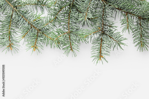 Beautiful fir branches isol...