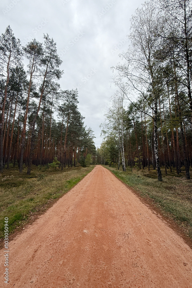 Dirt road passing through pine forest. Horizontal outdoor nature landscape photography Dirt road passing through pine forest. Horizontal outdoor nature landscape photography