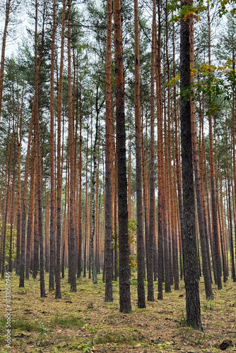 Tall pine trees in dense forest. Vertical outdoor landscape photography