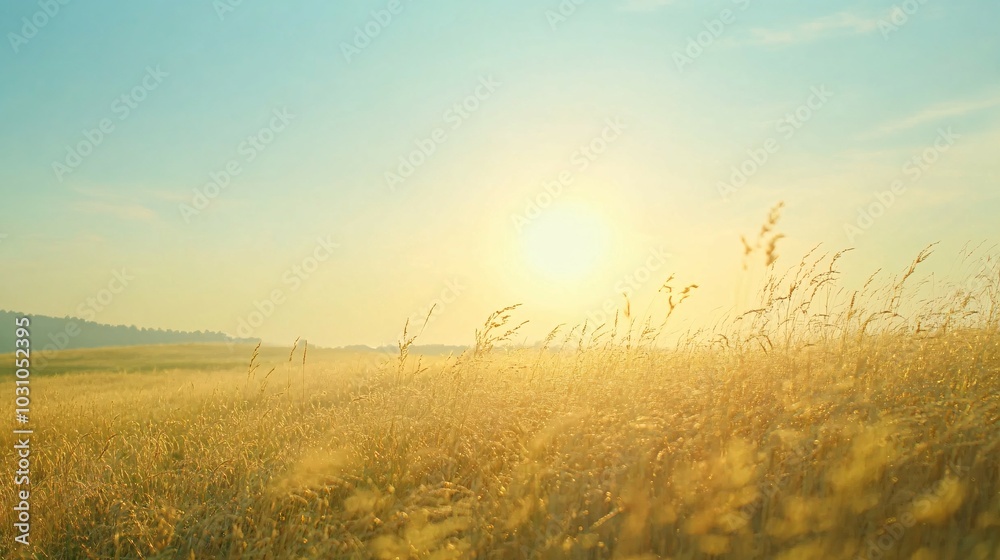 Golden Grass Field at Sunset with a Hazy Sky Golden Grass Field at Sunset with a Hazy Sky
