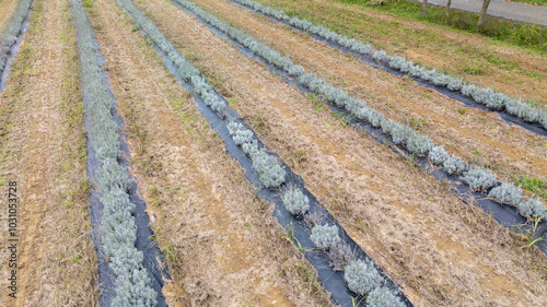 Lavender growing in rows covered with black plastic film mulch photo