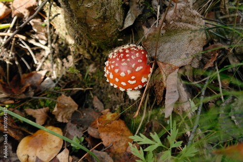 fly agaric mushroom in the autumn forest photo