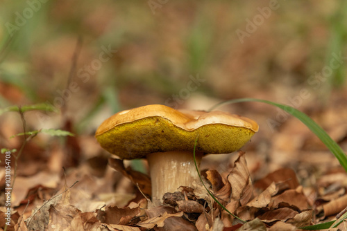 Steinpilz, Boletus edulis, a delicious and popular mushroom