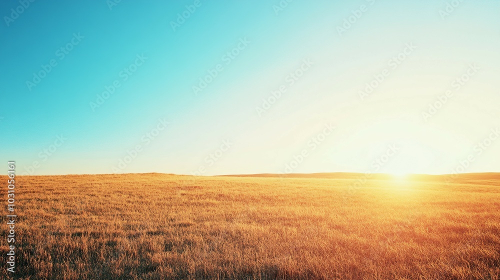 Golden Grass Field at Sunset with a Blue Sky Golden Grass Field at Sunset with a Blue Sky
