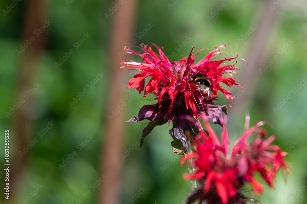 Close up of a crimson beebalm (monarda didyama) flower in bloom Close up of a crimson beebalm (monarda didyama) flower in bloom