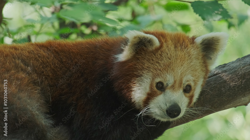 Obraz premium Red panda on tree