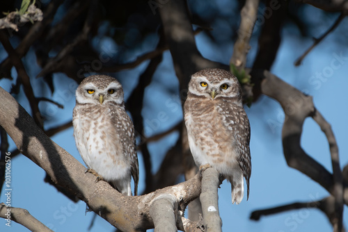 Photography A pair of spotted owlets or Athene brama at Jorbeer in Rajasthan, India