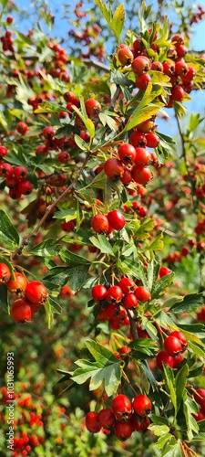 Ripe wild red berries in the tree