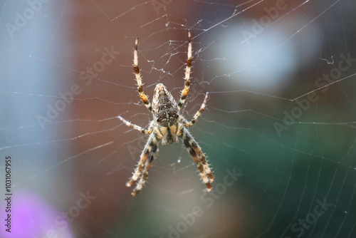 Orb-Weaver Spider in Web Close-Up