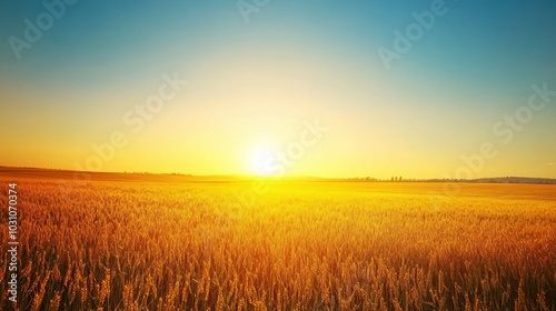 Golden Wheat Field at Sunset with a Clear Sky