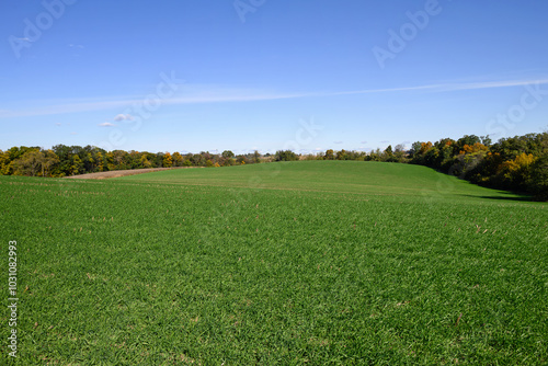 Winter cover crop growing in a field of harvested corn. Cover crops are planted to cover the soil to manage soil erosion, soil fertility, soil quality, water, weeds, pests, diseases, biodiversity and 