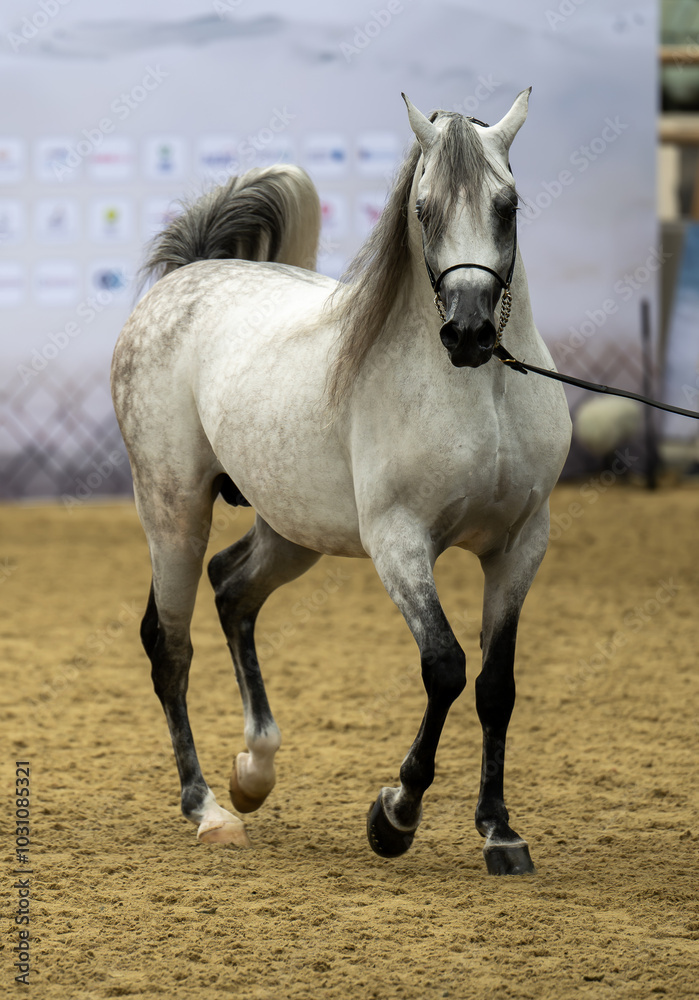 Obraz premium Pure Arabian Horse Festival 27-10-2023 Doha Qatar