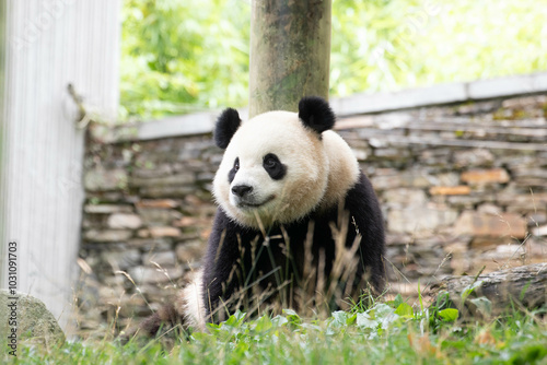 Cute Fluffy Playful Panda, Bao Li , Wolong Panda Base, China photo