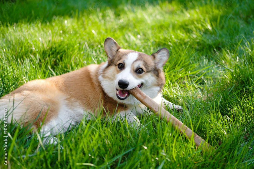 Red and white Welsh Corgi Pembroke lies on a green lawn and chews a stick. Funny dog face. Corgi puppy. Walking with a pet. Pedigree dog Red and white Welsh Corgi Pembroke lies on a green lawn and chews a stick. Funny dog face. Corgi puppy. Walking with a pet. Pedigree dog
